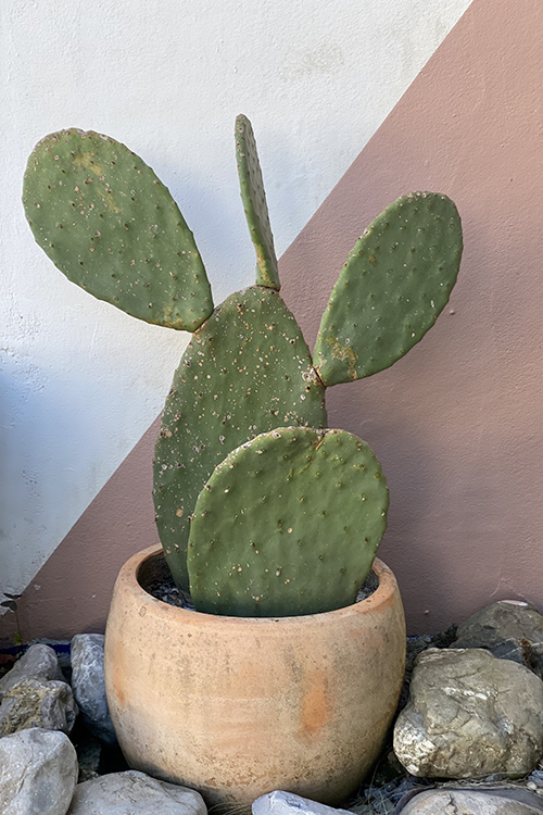 Cas del sol cactus